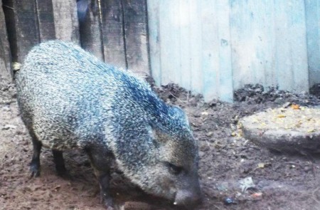 Saino, fauna de la  Depresion Momposina