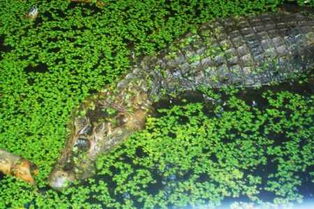 Mamá Babilla, Zoologico Fauna Viva