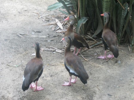  Pisingos, Fauna de la Depresion Momposina