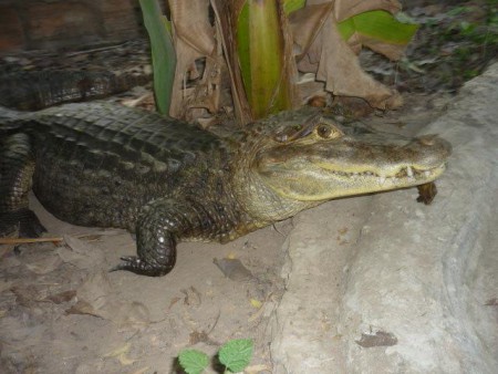 Bebe Babilla, Zoologico Fauna Viva